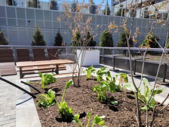 Rooftop garden on outdoor terrace.